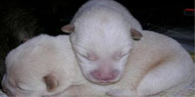 小狗一般多久睁眼