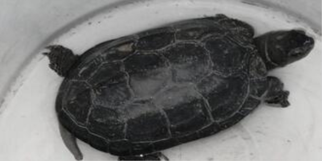 墨龟怎么养才能更黑