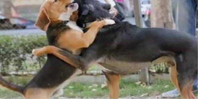 狗狗发情期要多少时间