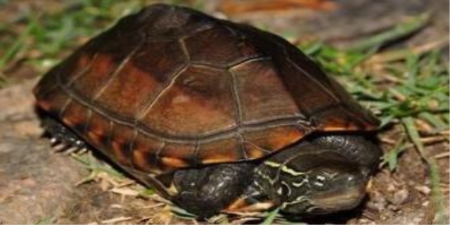 石金钱龟属于国家几级保护动物