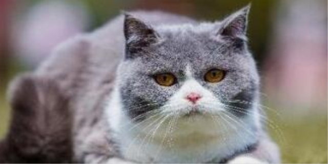 成猫吃幼猫粮会怎么样