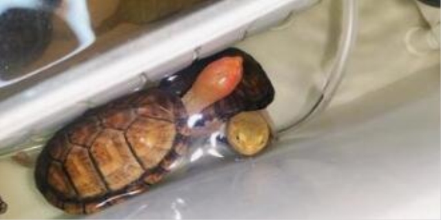 巴西龟深水养会死吗