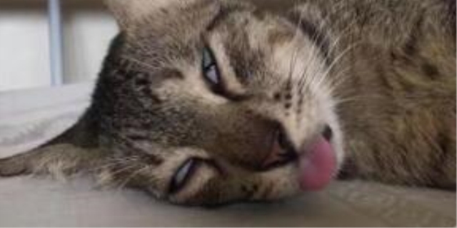 樟脑丸对猫有害吗