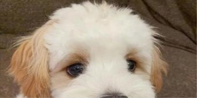 骑士比熊犬价格