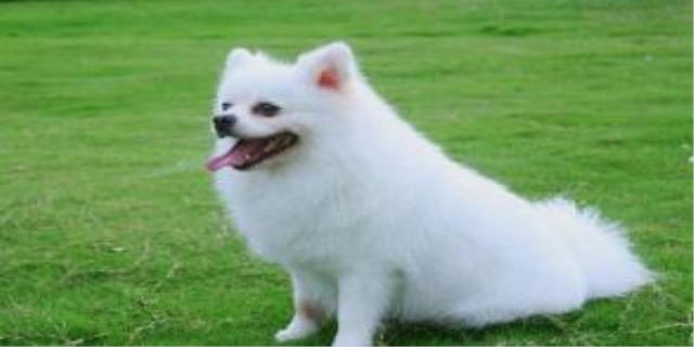 狗的繁殖期一般是什么时候