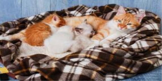 母猫产后抑郁的表现