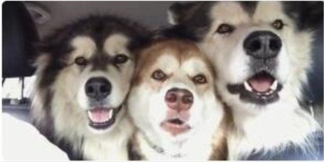 狗耳朵发炎用什么药最有效