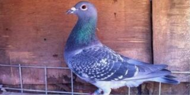 信鸽吃什么食物