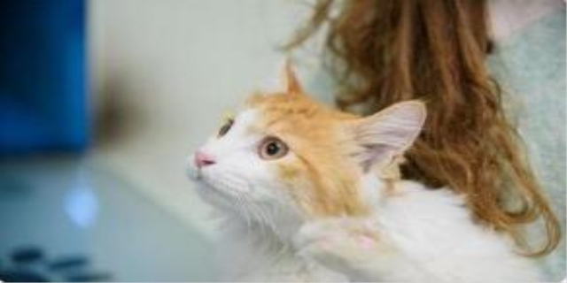 猫咪鼻涕粘稠像痰一样的