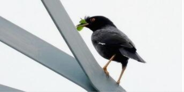 八哥鸟一生认几个主人