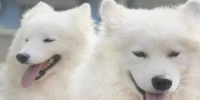 萨摩耶一般活不过10年