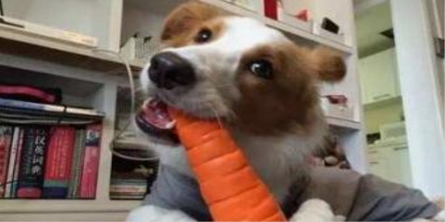 狗狗吃胡萝卜一次吃多少合适