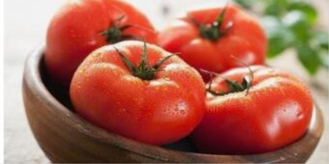 泰迪能吃西红柿吗