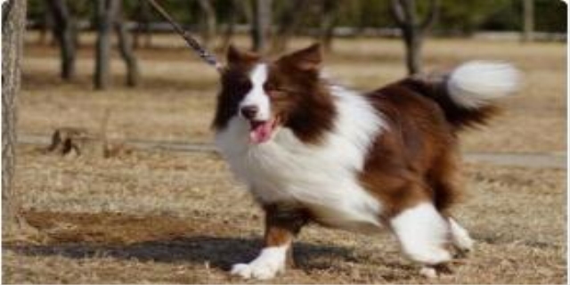 动物缘好的人阴德好