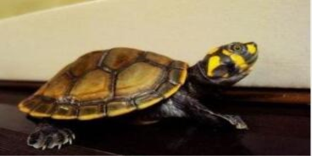 乌龟夏天几天喂一次