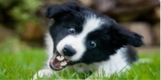 狗狗感冒了怎么办用最简单的方法