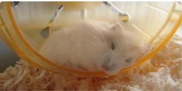 仓鼠一直发抖是怎么了