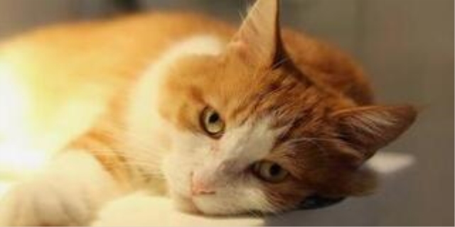 幼猫吐白沫是怎么回事