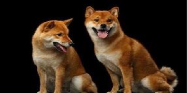 土狗的自然繁育方法