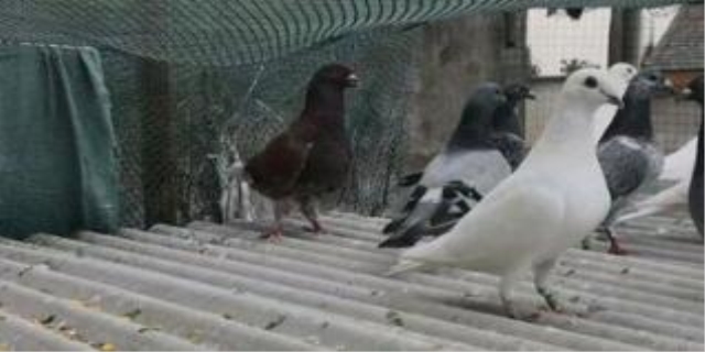 新手如何养鸽子