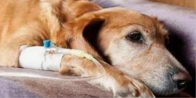 狗狗胰腺炎的4大症状