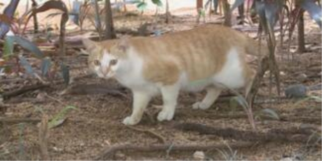 驱赶野猫拉屎拉尿最有效方法