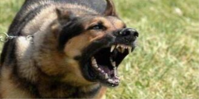 狗狗为什么在挨打时对主人凶