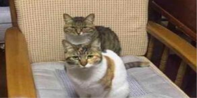 猫的眼睛有很多眼屎和泪水怎么回事