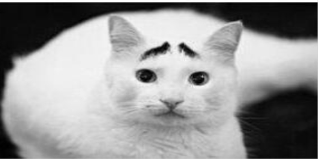 猫咪肚子大鼓鼓但是吃喝正常