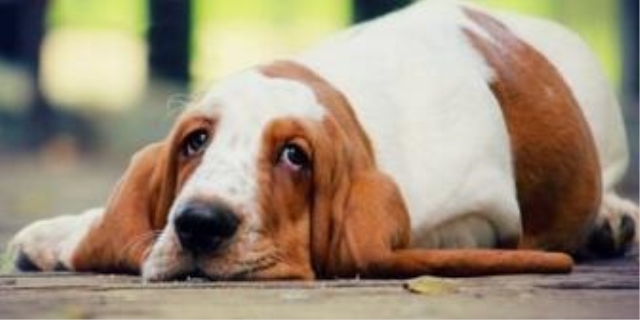 狗狗肾脏衰竭有没有必要治下去