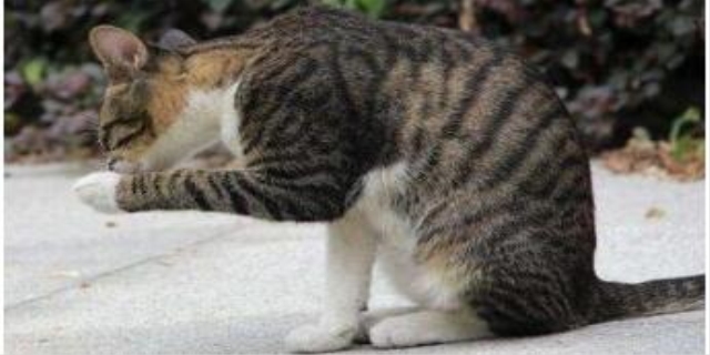 猫洗脸的方法