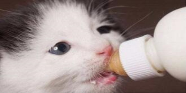 幼猫可以喝什么奶应急