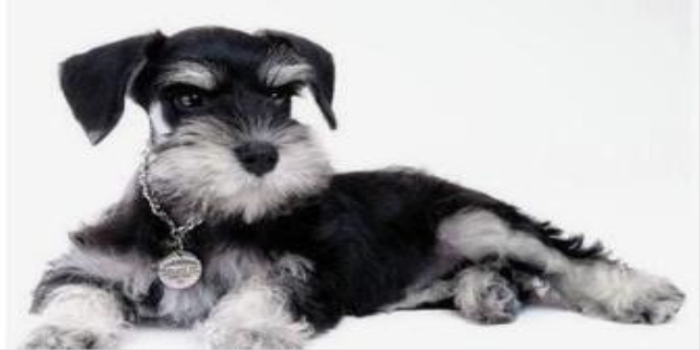 为什么不能养梗类犬