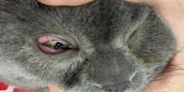 猫眼角发炎红肿怎么办