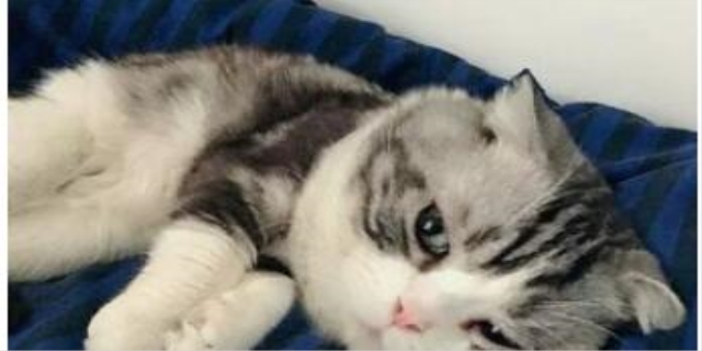 吾皇是什么品种的猫