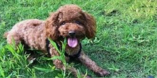 泰迪能吃西红柿吗