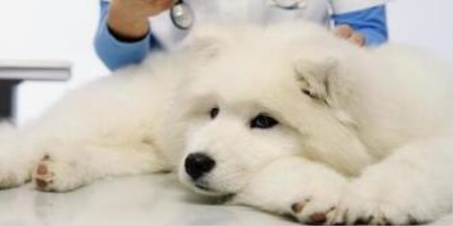 狗狗胰腺炎的4大症状