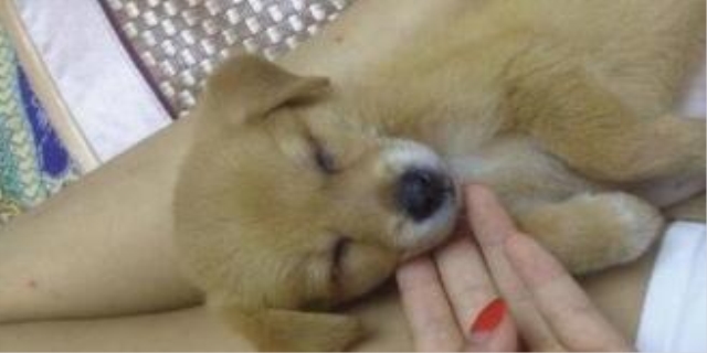 土狗的自然繁育方法