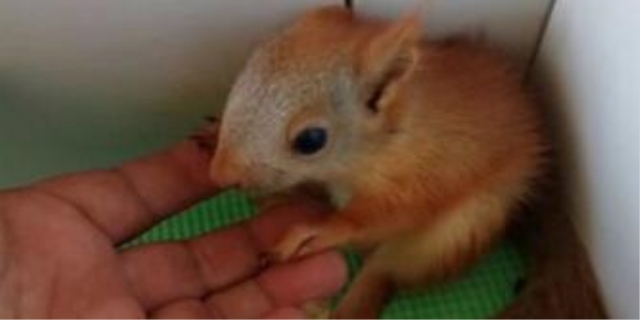松鼠为什么不建议养
