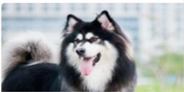 狗狗晚上不睡觉走来走去哼哼唧唧