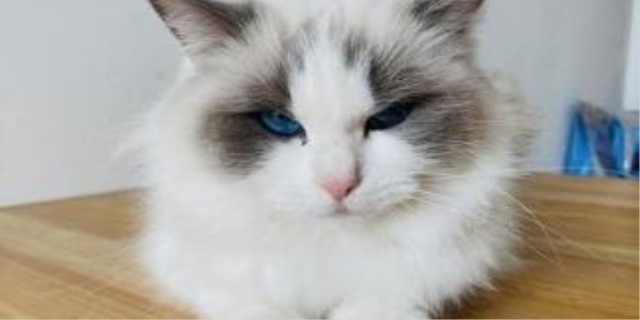 银点猫贵还是银渐层贵