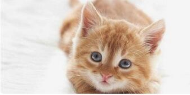 猫咪可以吃巧克力吗