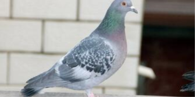 新手如何养鸽子