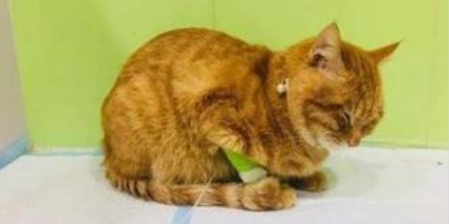 猫瘟流口水没救了