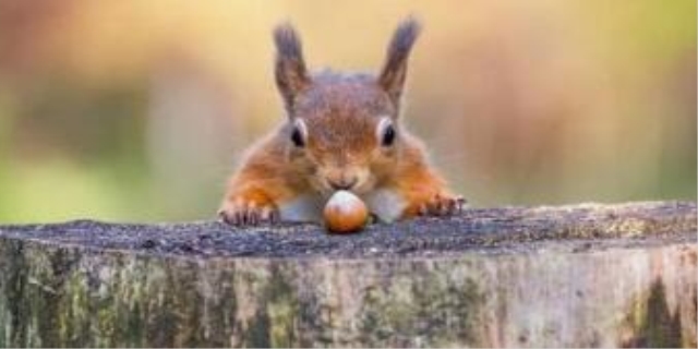 松鼠的智商相当于几岁