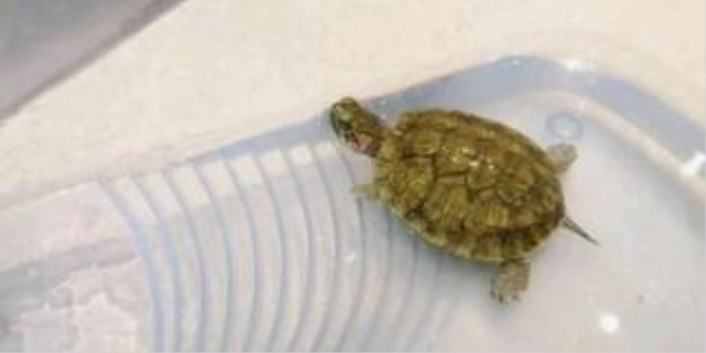 乌龟夏天几天喂一次