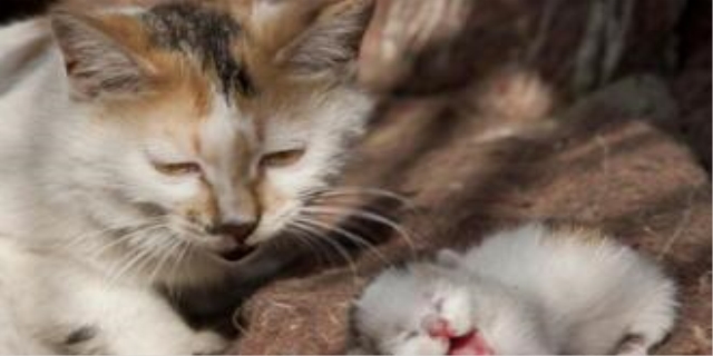 猫突然变蔫是什么毛病