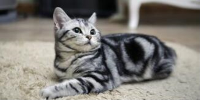 猫在床上拉屎怎么办