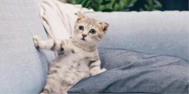 猫咪肚子大鼓鼓但是吃喝正常