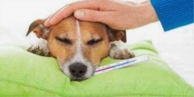 狗狗感冒了怎么办用最简单的方法